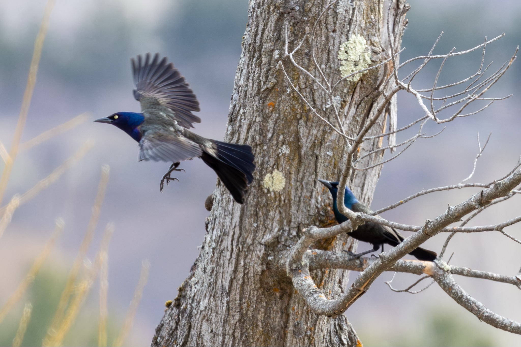 Common Grackles