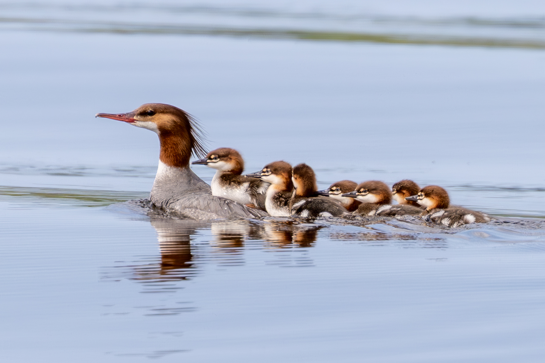 A female Common Merganser swimming on calm water with a brood of six ducklings tucked behind her, photographed by Forbes Robertson in Michigan's Upper Peninsula.