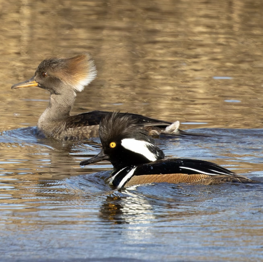 Hooded Mergansers
