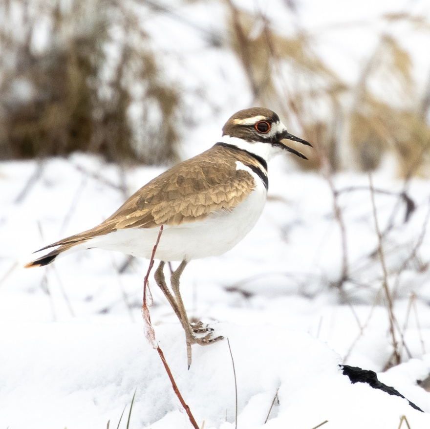 Killdeer