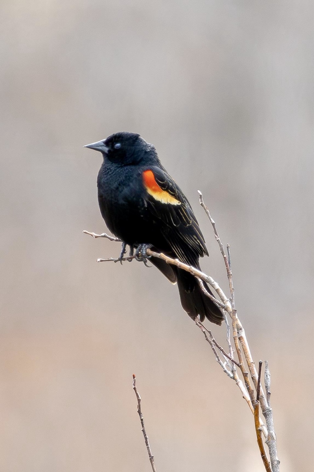 Red-Winged Blackbird