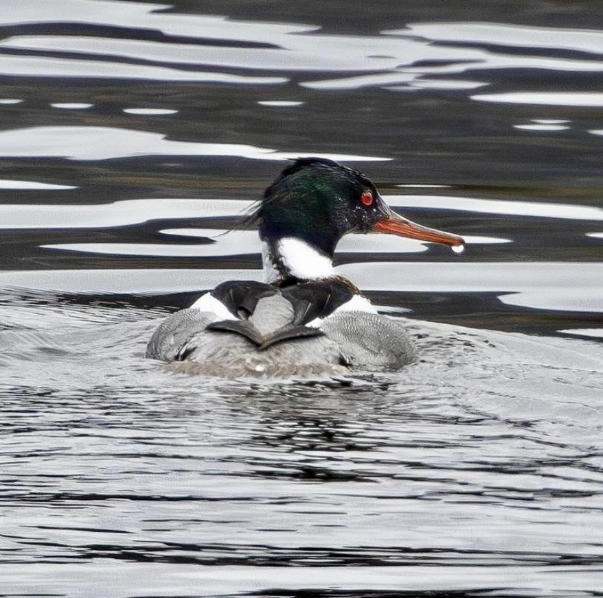 A male Red-Breasted Merganser swimming on open water, photographed by Forbes Robertson in Michigan's Upper Peninsula.