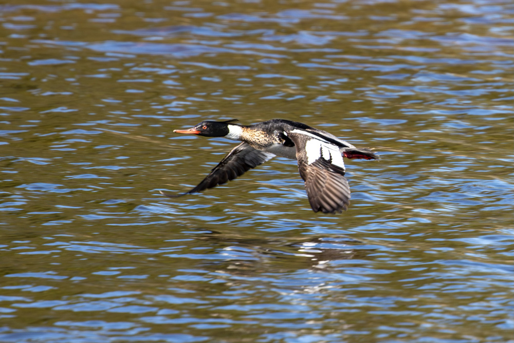 A male Red-Breasted Merganser in flight low over open water, photographed by Forbes Robertson in Michigan's Upper Peninsula.