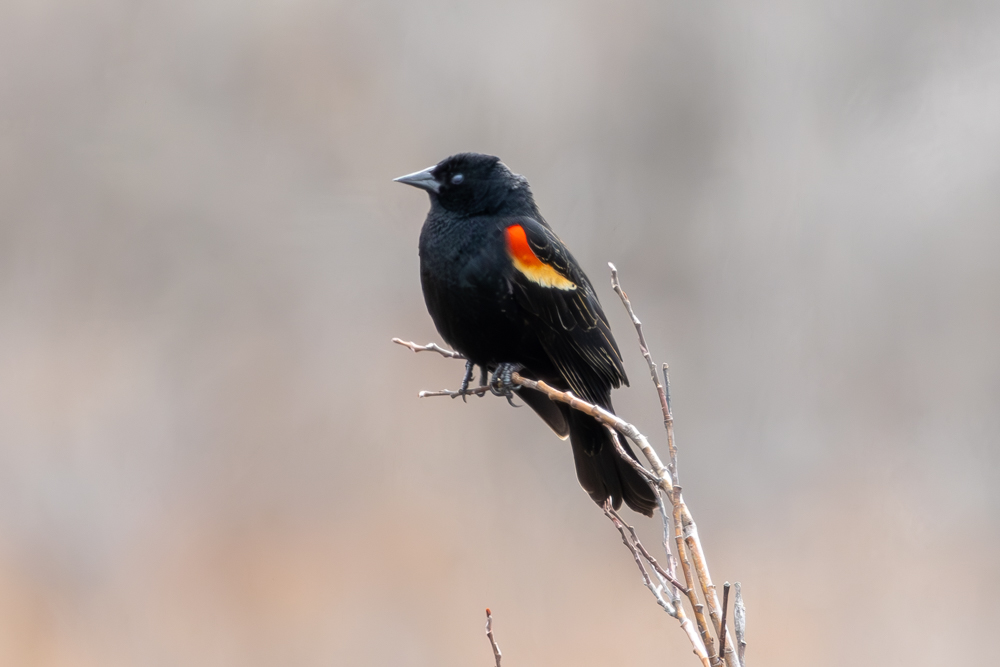 Red-Winged Blackbird
