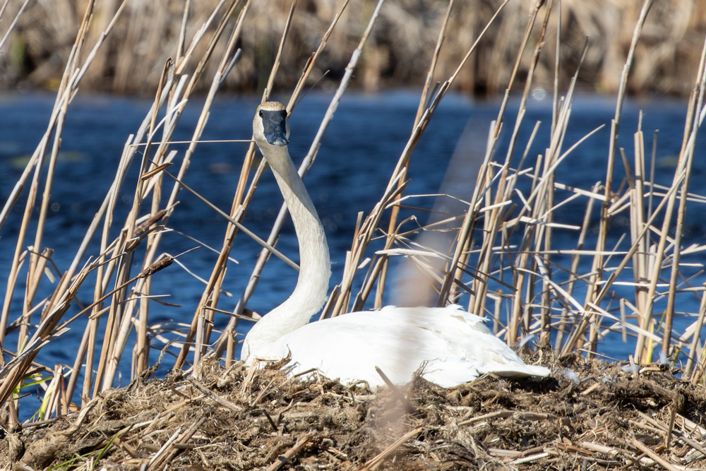 A Trumpeter Swan resting on a nest among cattails at a marsh edge, photographed by Forbes Robertson in Michigan's Upper Peninsula.